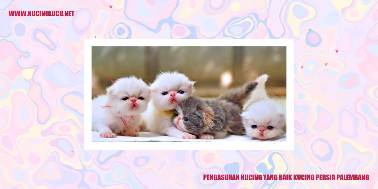 Kucing Persia Palembang
