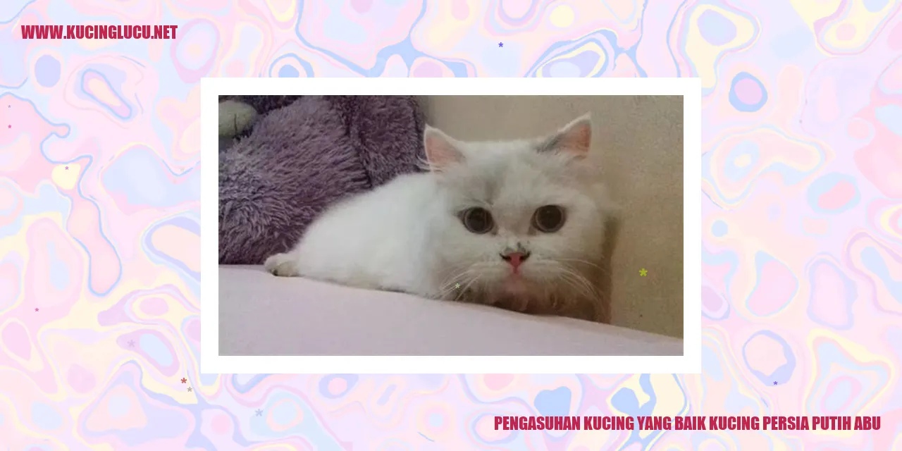 kucing persia putih abu
