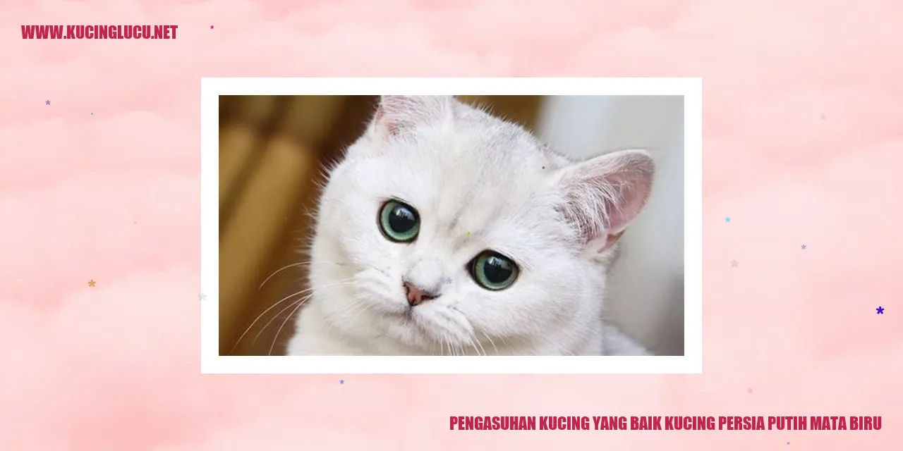 Kucing Persia Putih Mata Biru