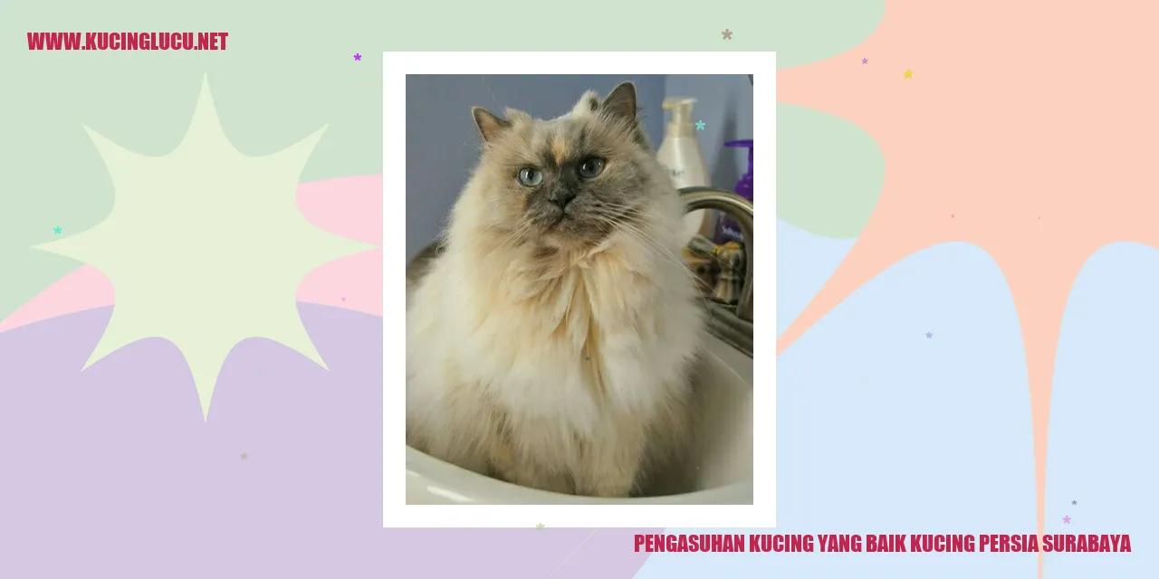 Gambar Kucing Persia Surabaya