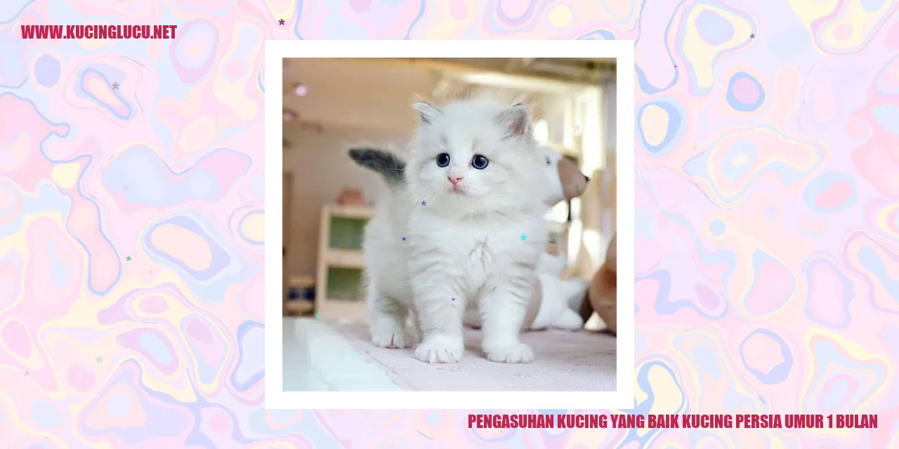 Kucing Persia Usia 1 Bulan