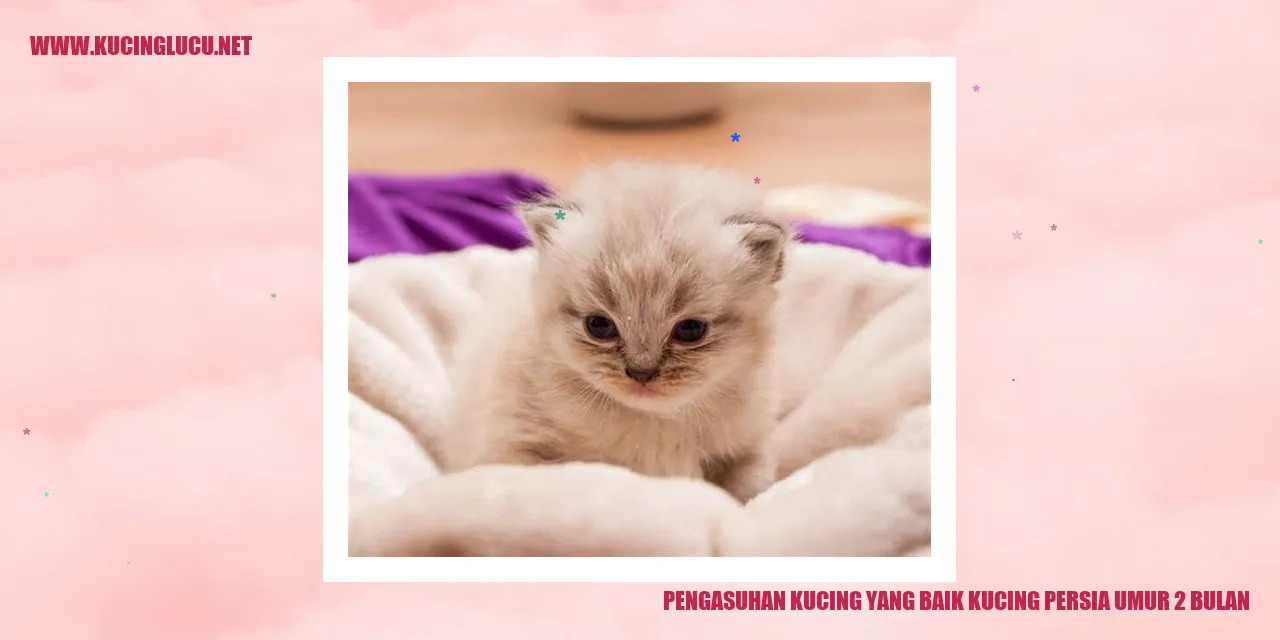 Kucing Persia Berusia 2 Bulan