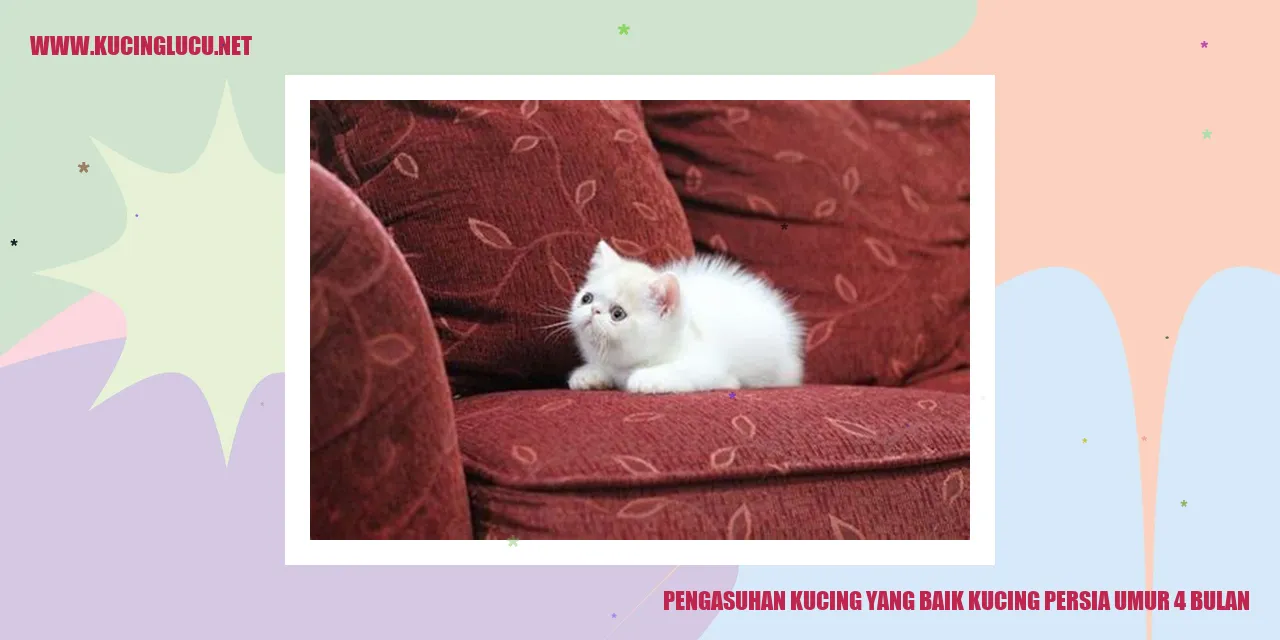 Kucing Persia