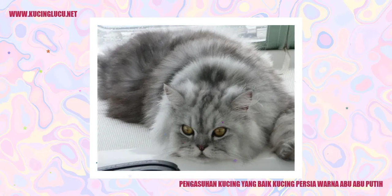 Kucing Persia Warna Abu-abu Putih