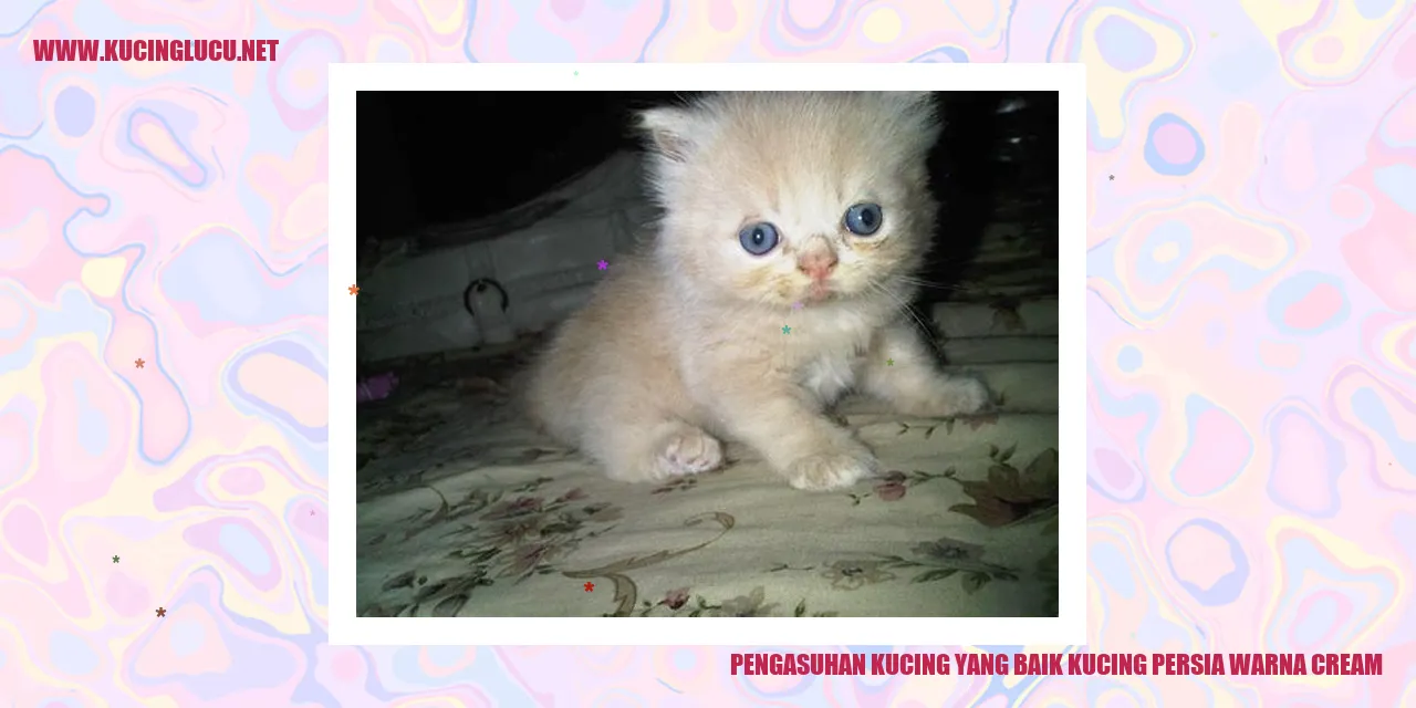 gambar kucing persia warna cream