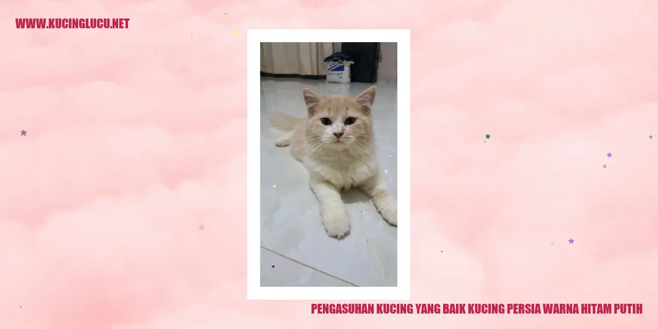 Kucing Persia Warna Hitam Putih