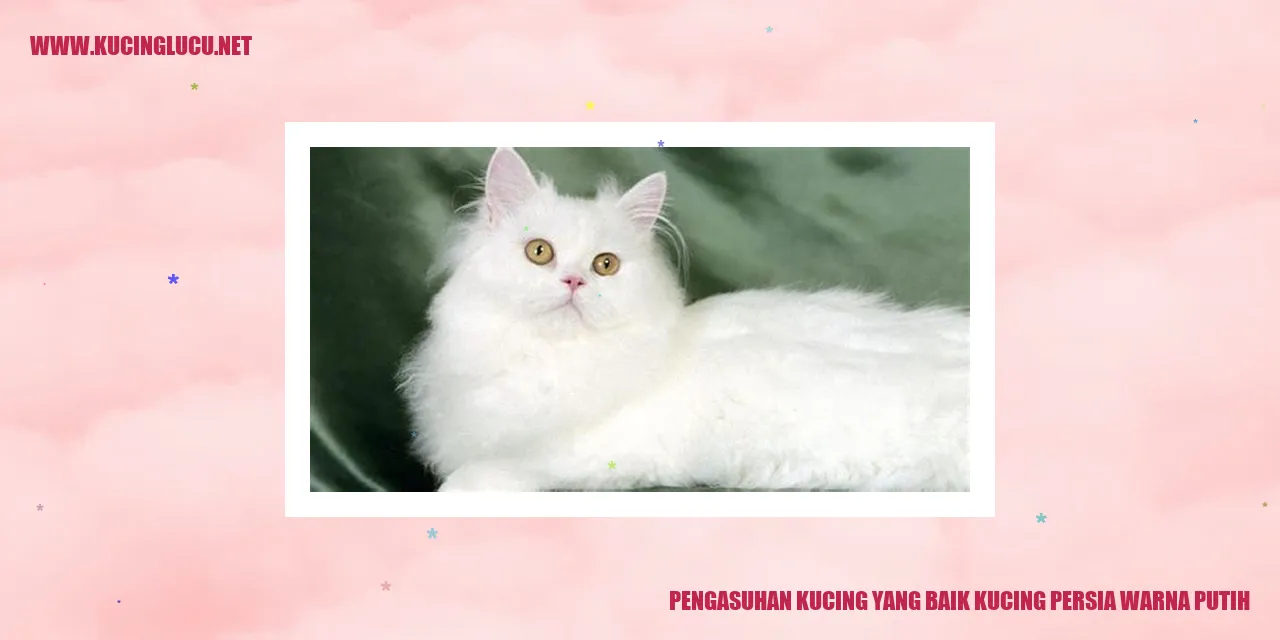 Kucing Persia Warna Putih