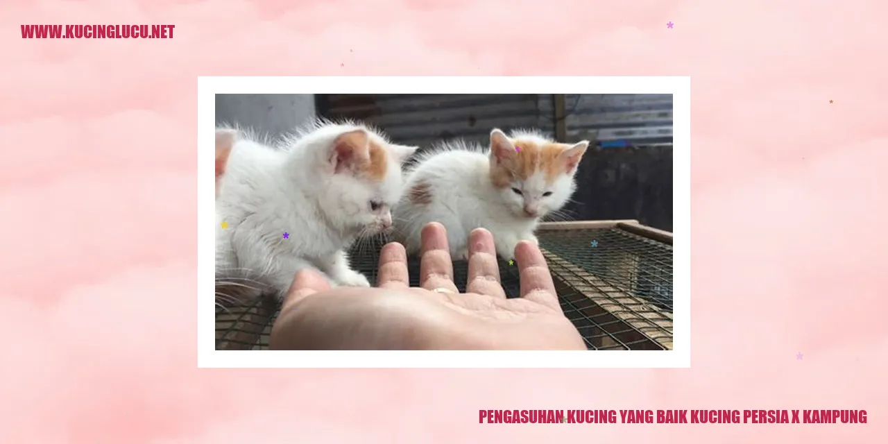 Kucing Persia x Kampung