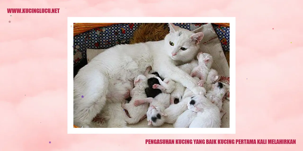 Pengasuhan Kucing yang Baik saat Kucing Pertama Kali Melahirkan