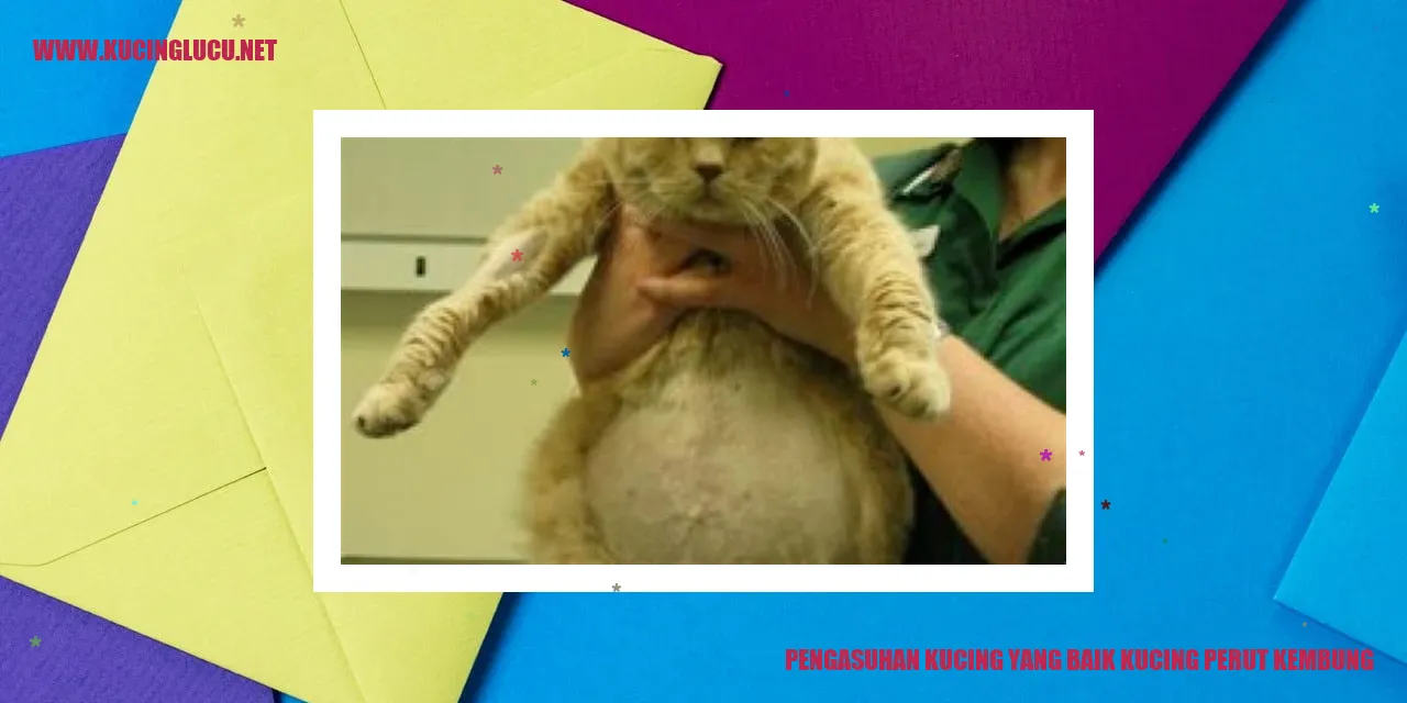 Gambar kucing perut kembung