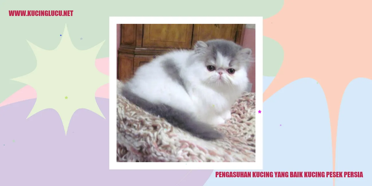 Kucing Persia