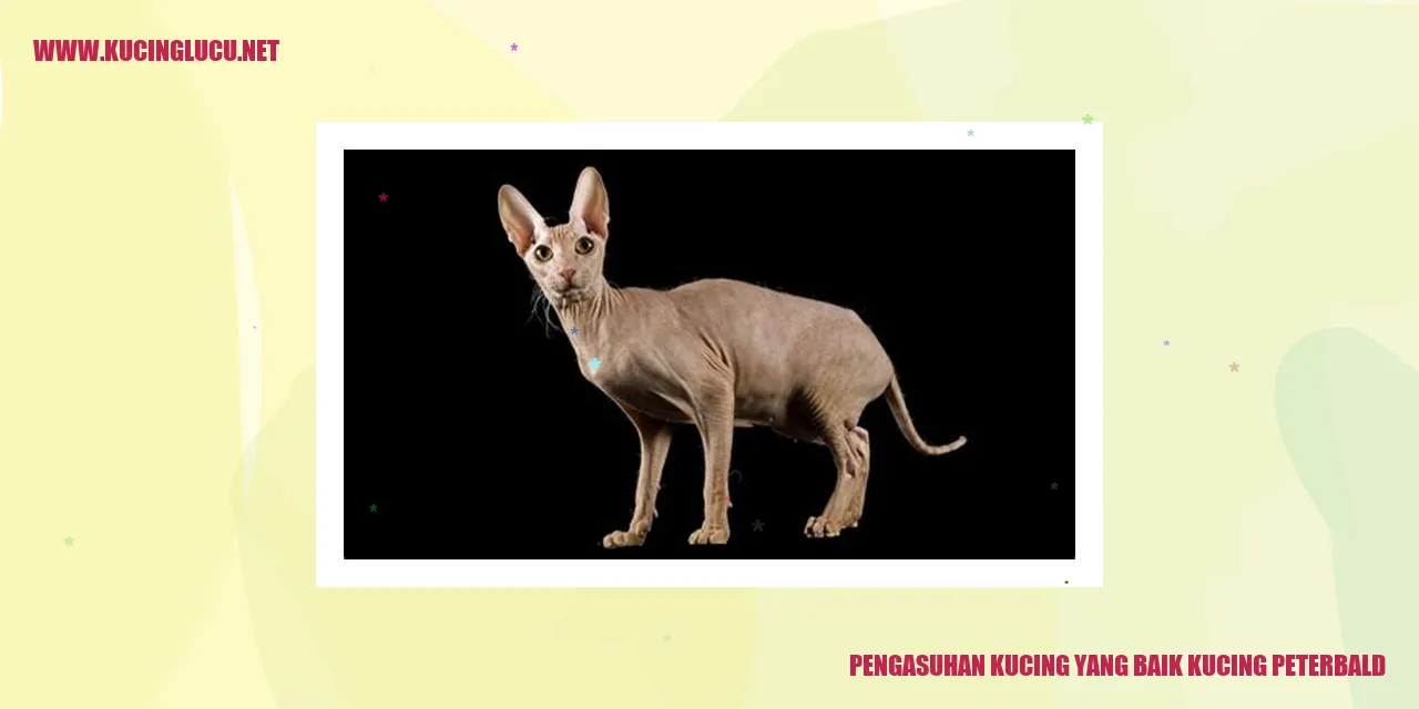 Gambar kucing Peterbald yang Menggemaskan