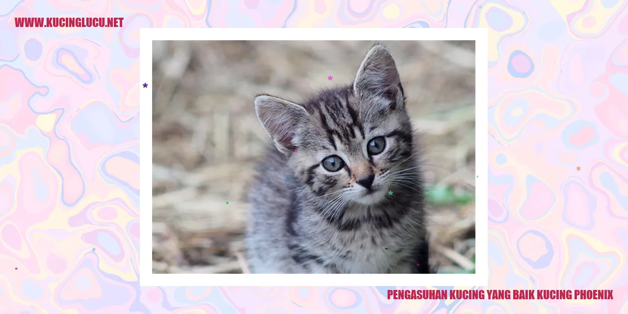 Kucing Phoenix