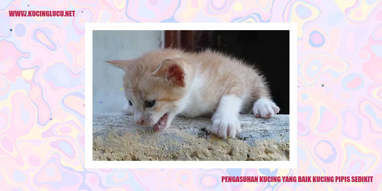Gambar kucing lucu