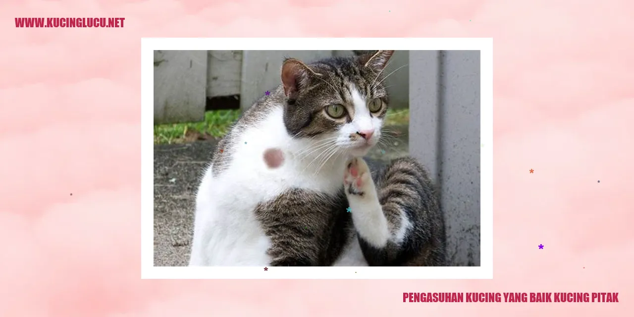 Gambar Kucing Pitak