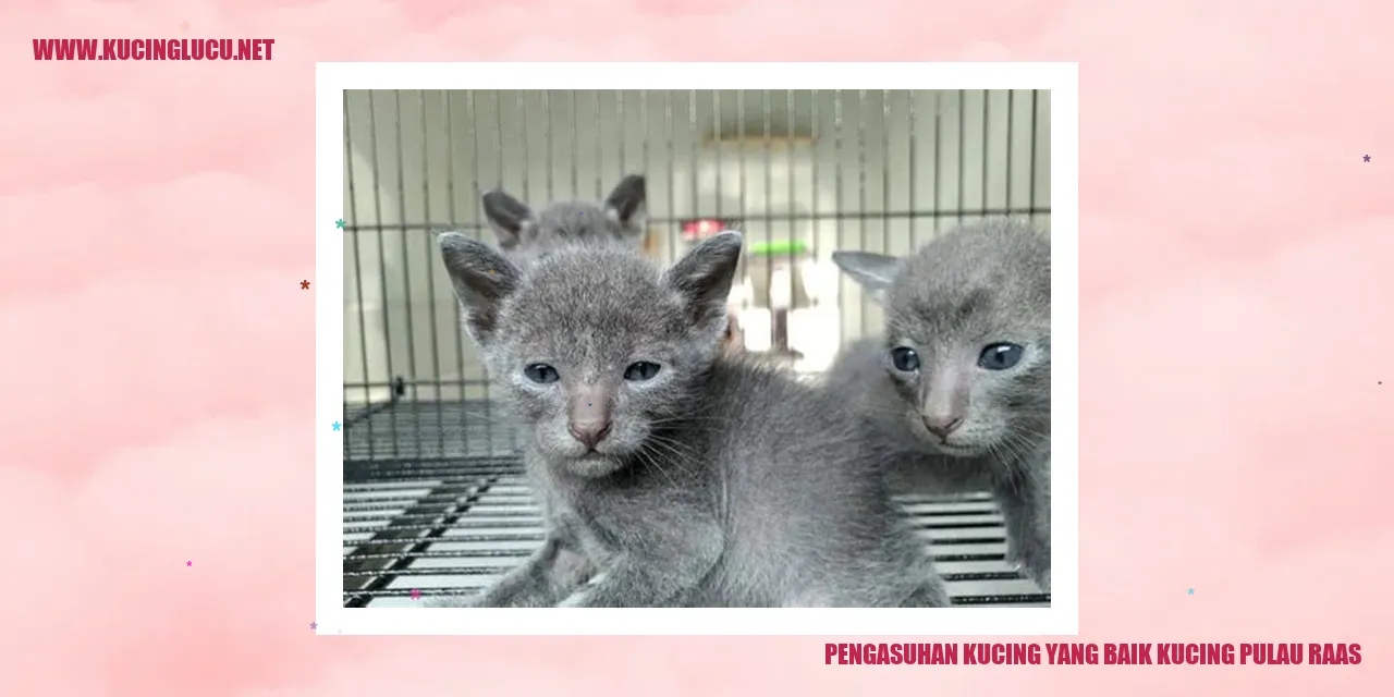 Kucing Pulau Raas