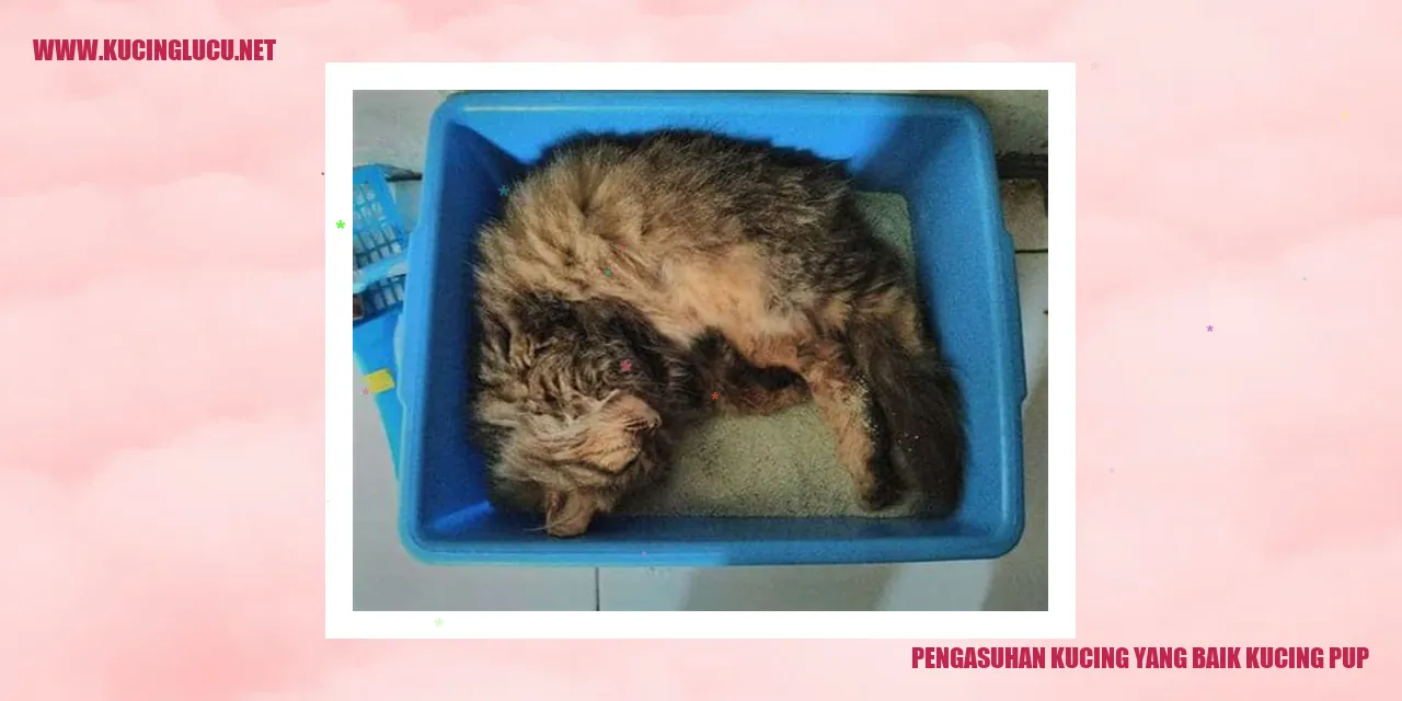 gambar kucing pup