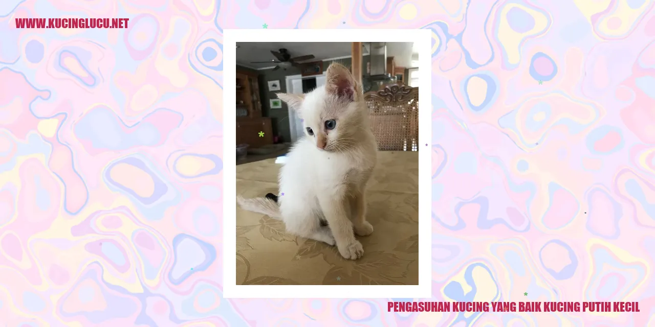 Kucing putih kecil