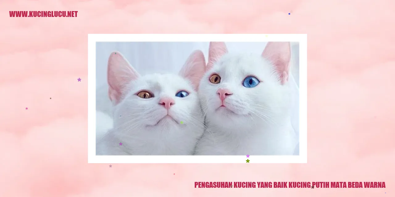 Kucing Putih Mata Beda Warna