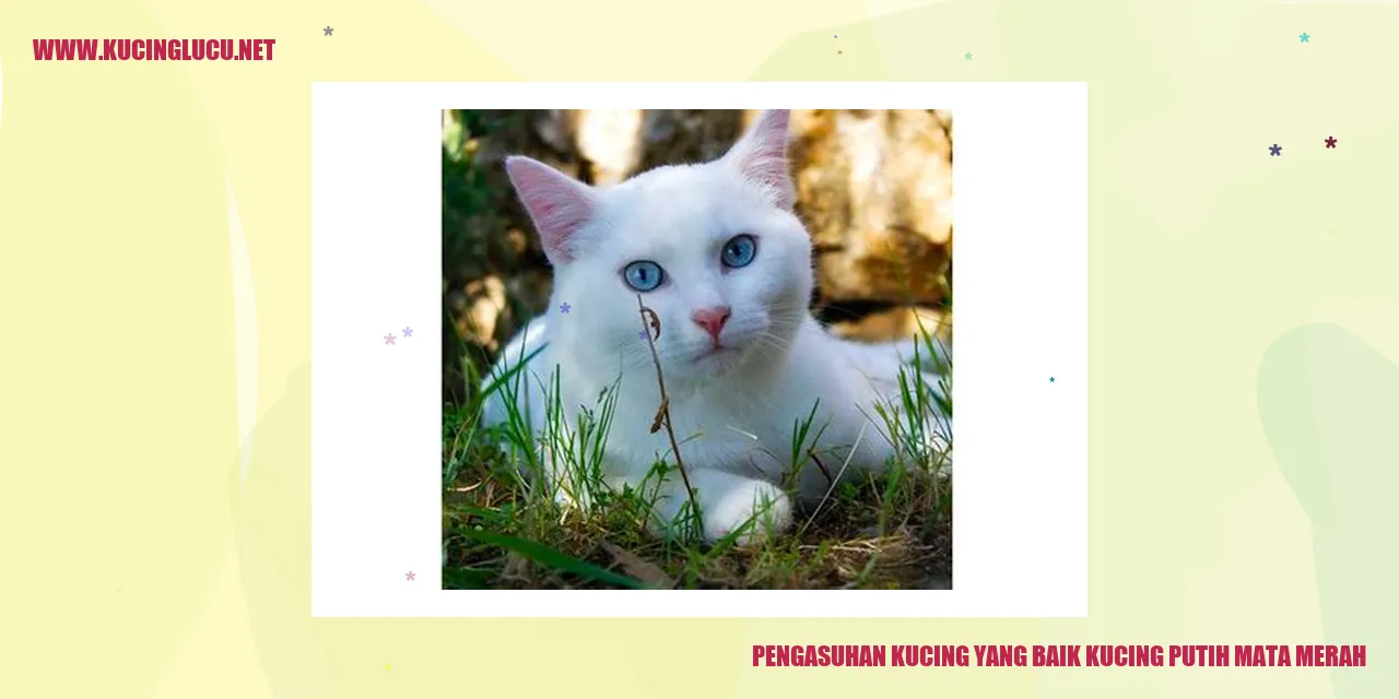 Kucing Putih Mata Merah
