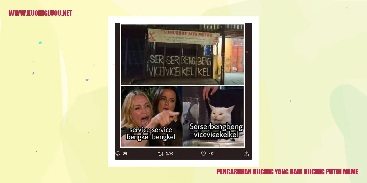 Gambar kucing putih meme
