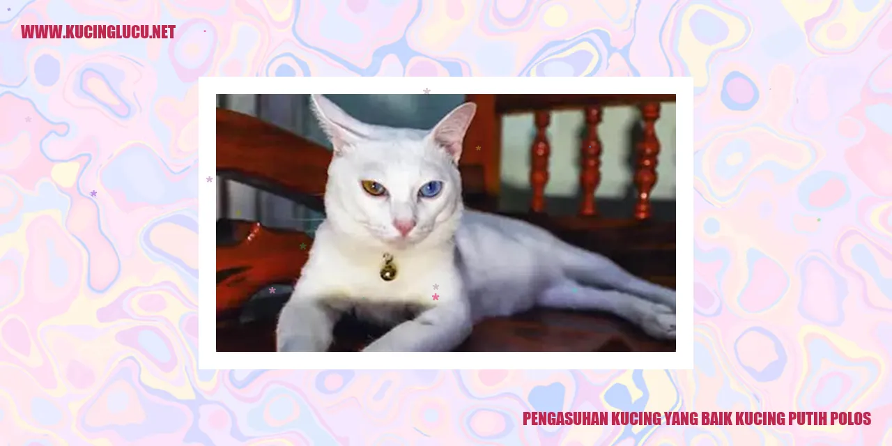 Kucing putih polos