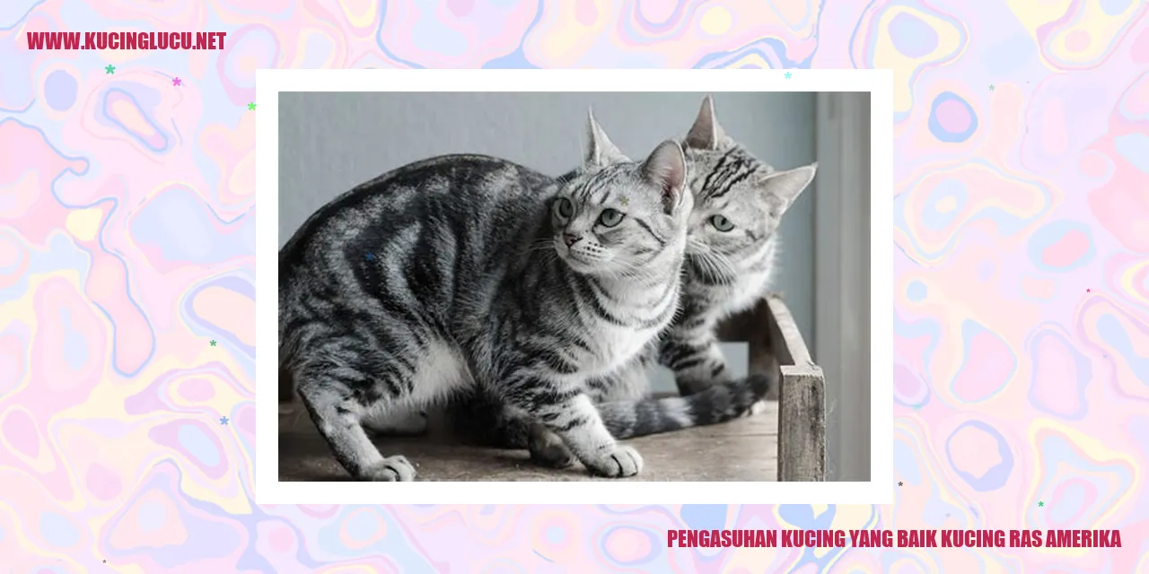 Kucing Amerika