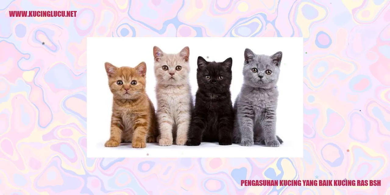 Gambar Kucing BSH