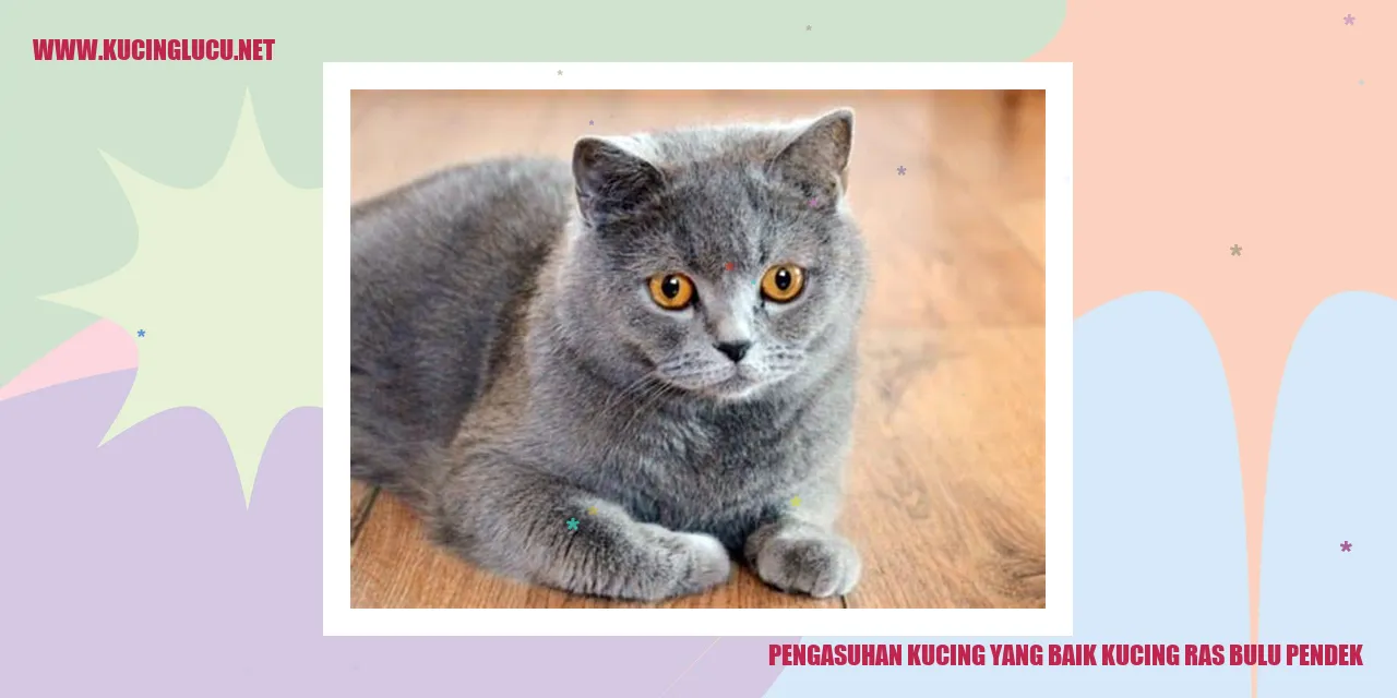 Kiat Pengasuhan Kucing Ras Bulu Pendek yang Baik