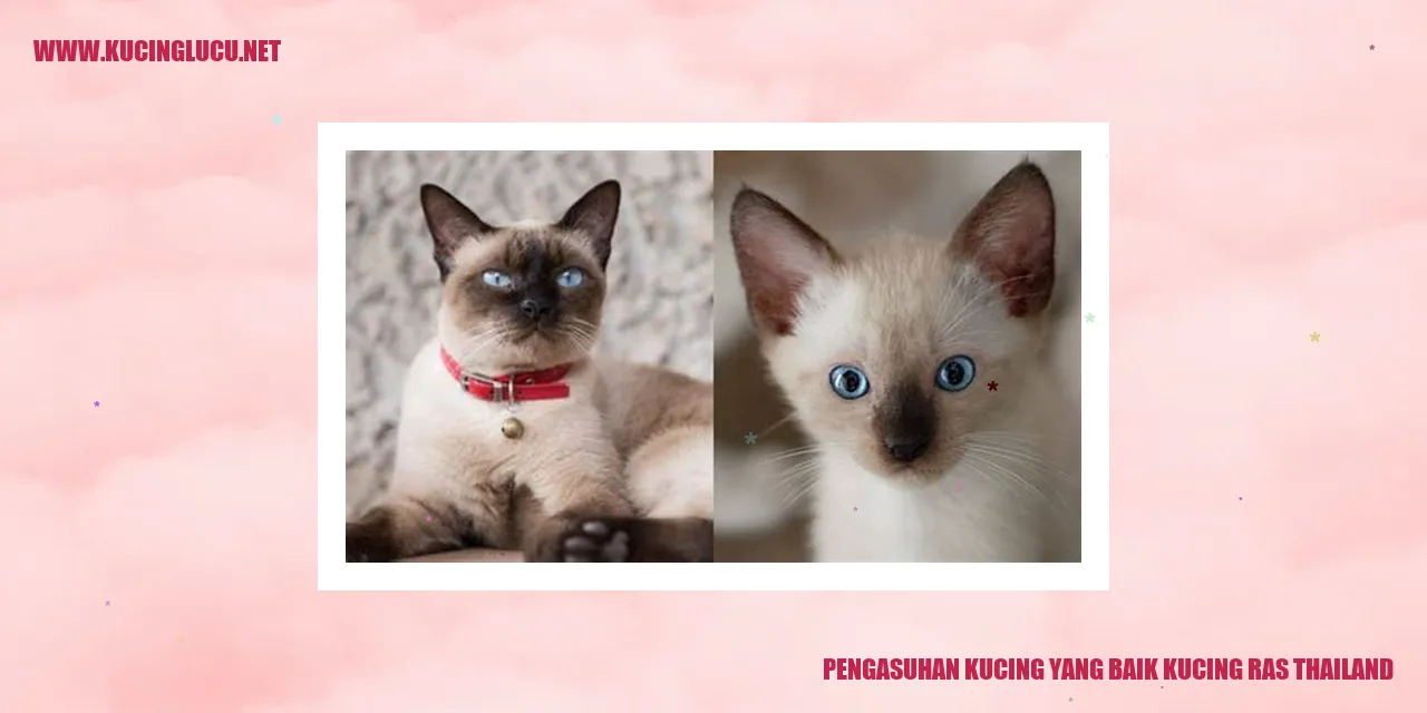 Kucing Ras Thailand