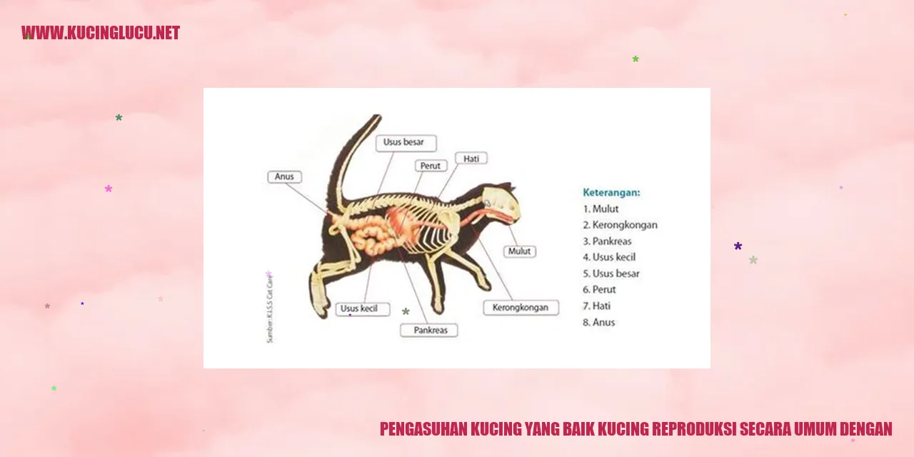 Gambar kucing cerdas