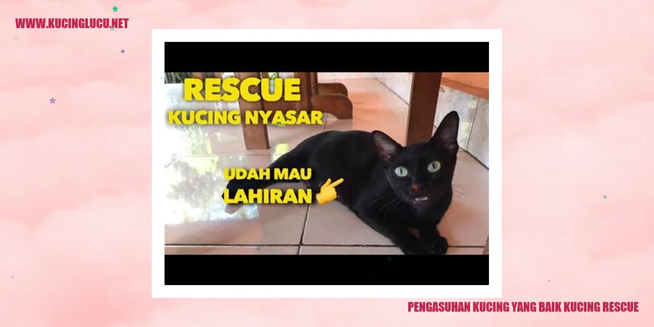 Kucing rescue