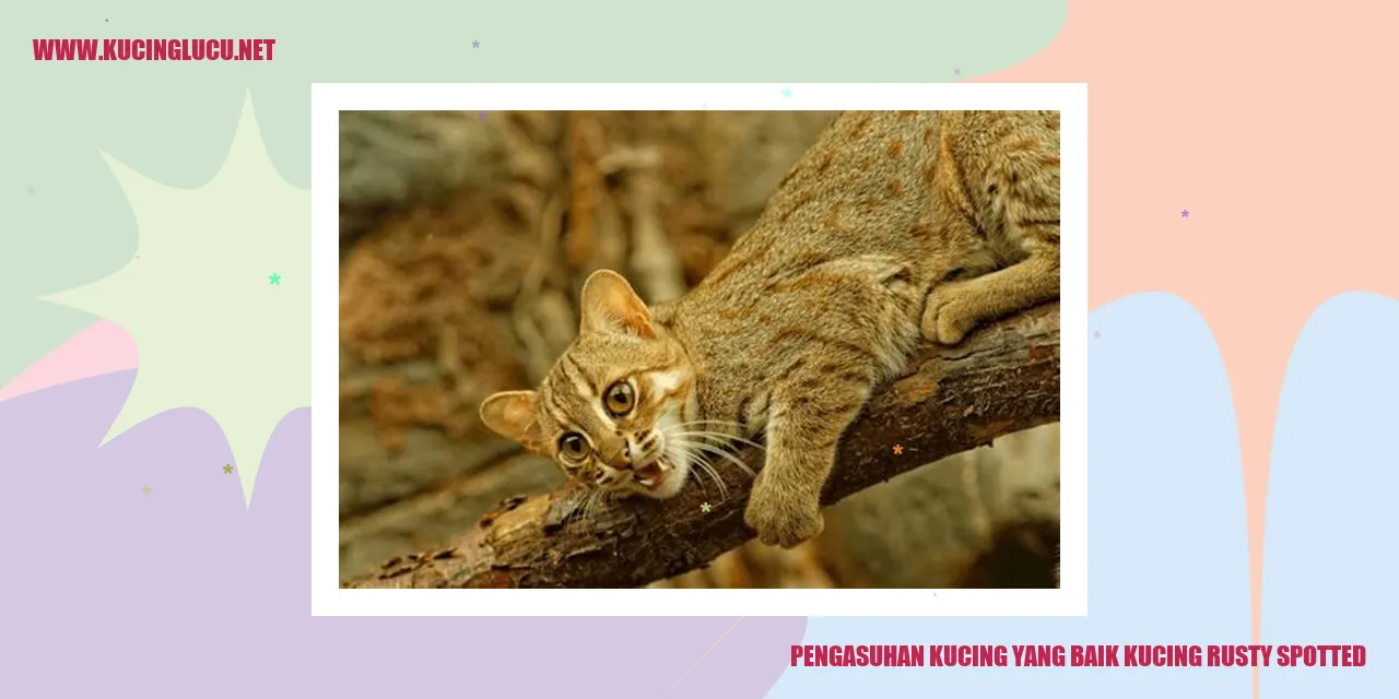 Kucing Rusty Spotted