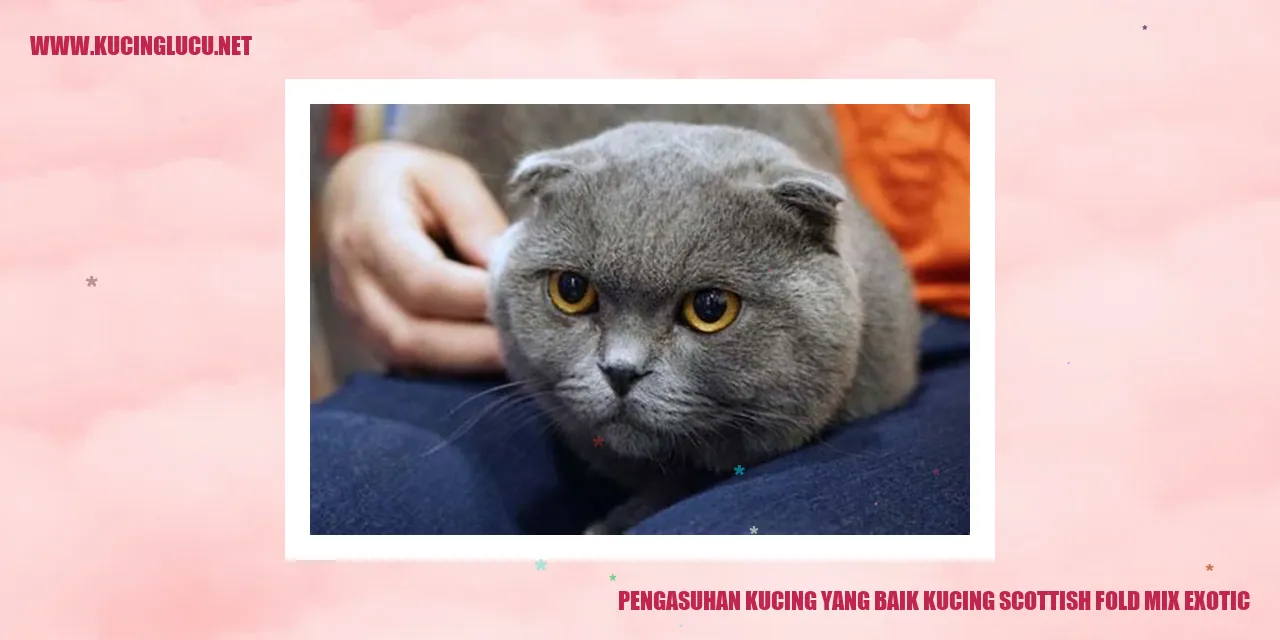 Kucing Scottish Fold Mix Exotic