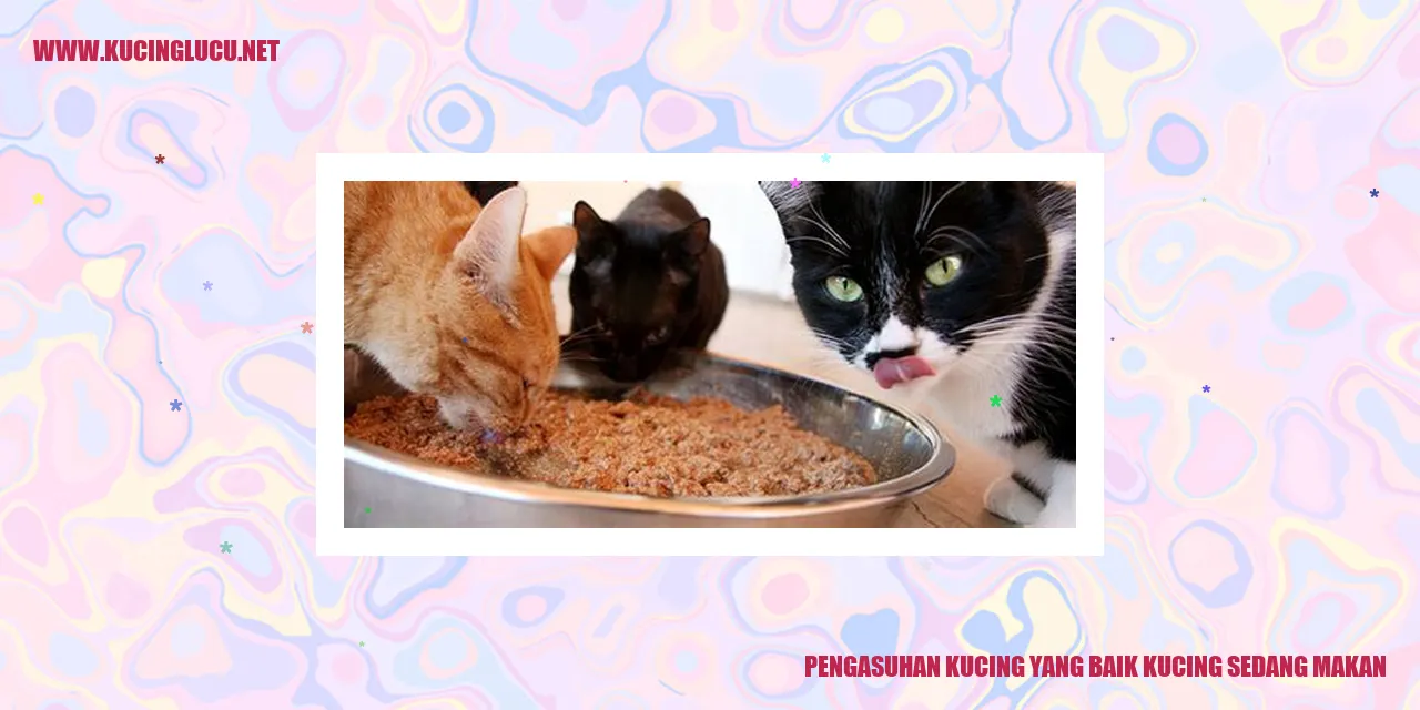 Gambar kucing yang sedang makan