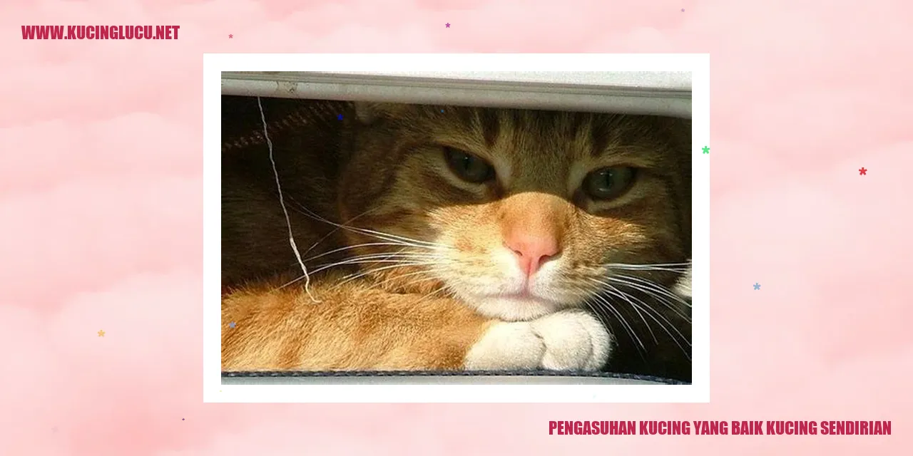 kucing
