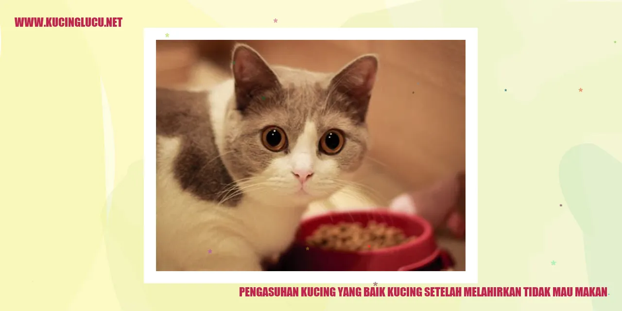 Ilustrasi kucing pasca melahirkan
