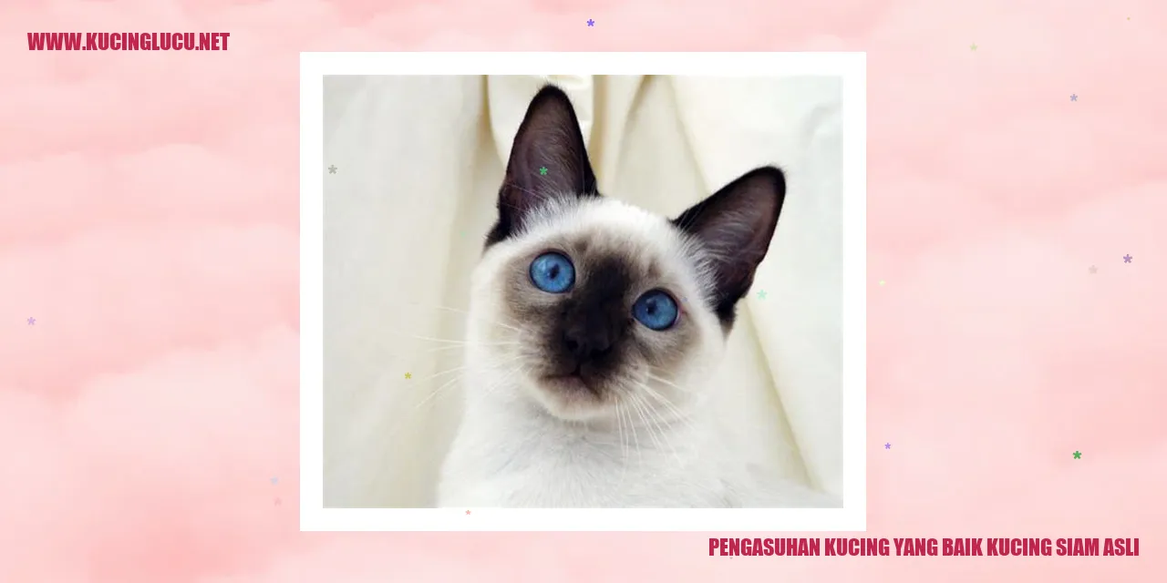 Kucing Siam Asli