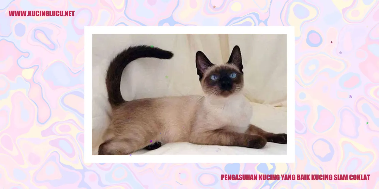 Kucing Siam Coklat