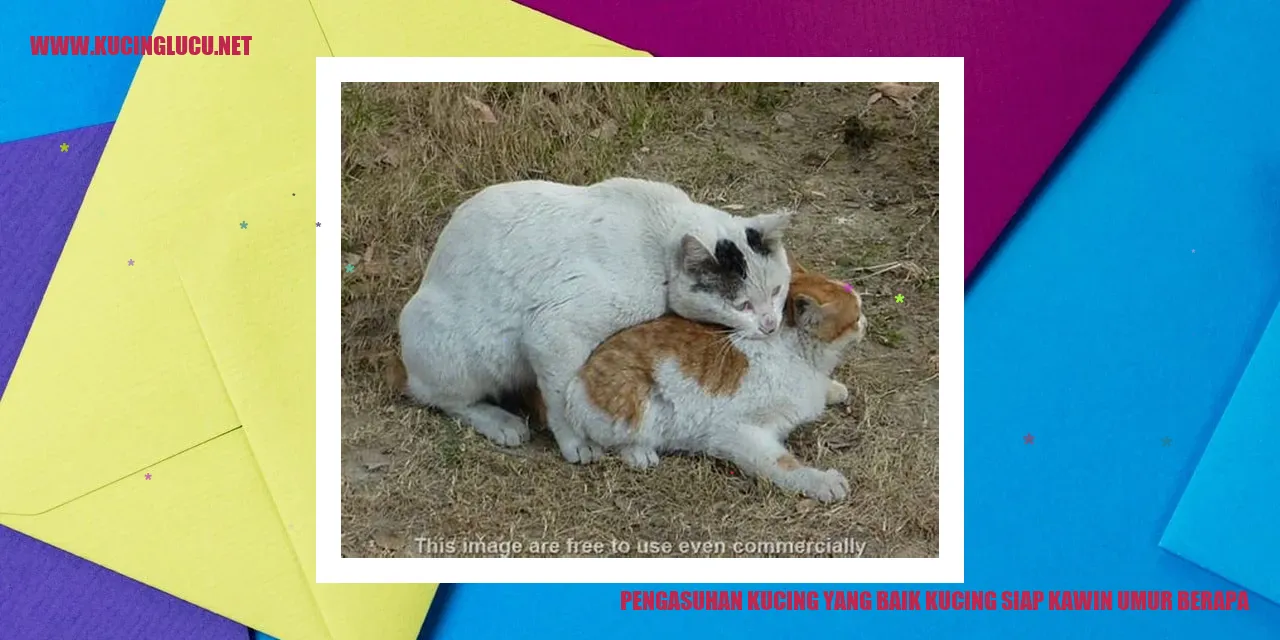 Gambar kucing
