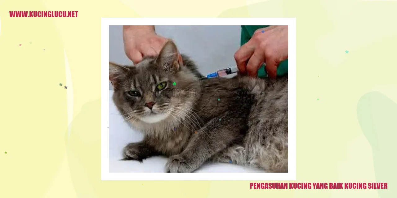 Foto Kucing Silver