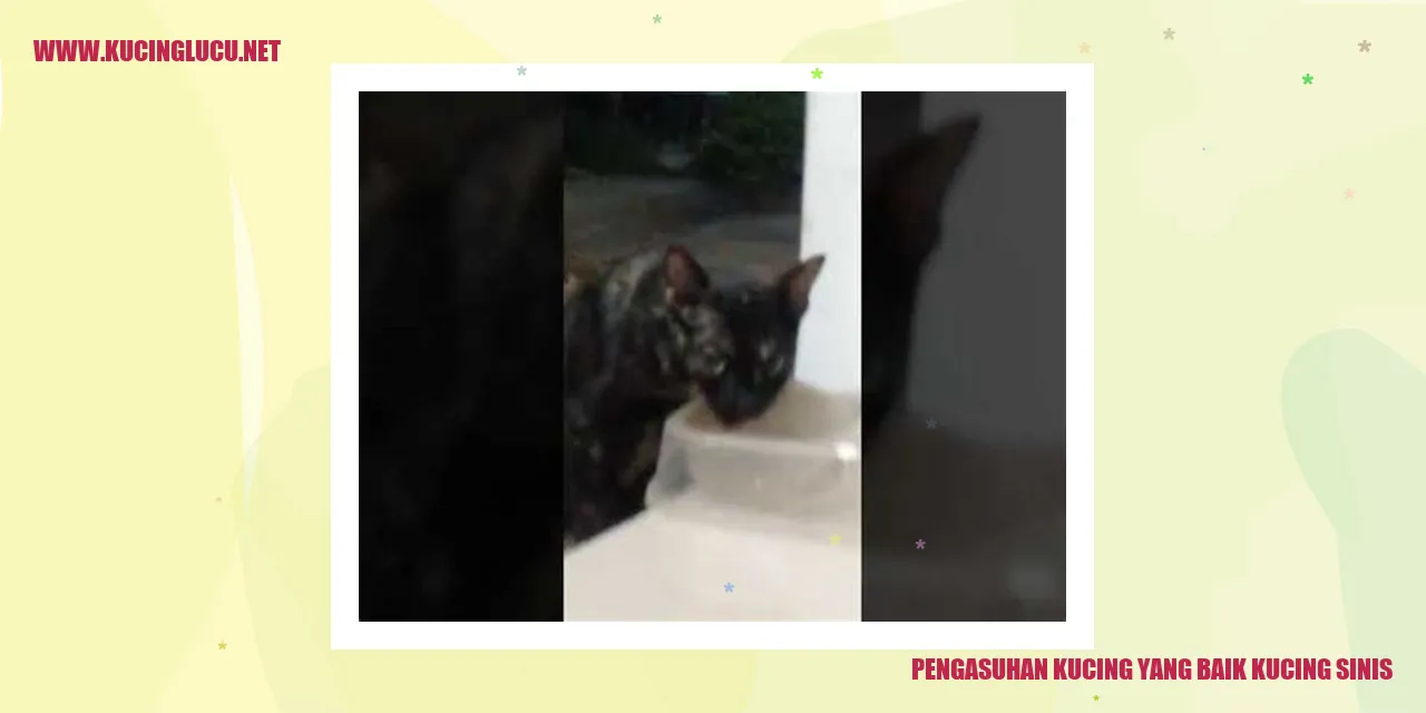 Gambar Kucing