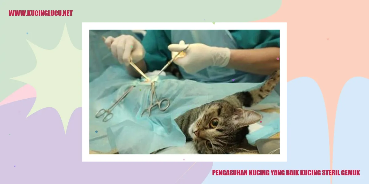 Gambar Kucing Steril Gemuk