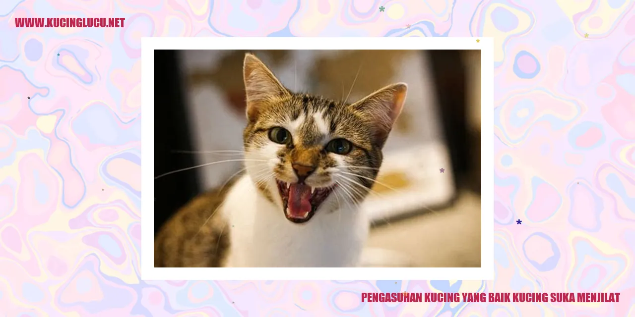 Gambar Kucing Menjilat