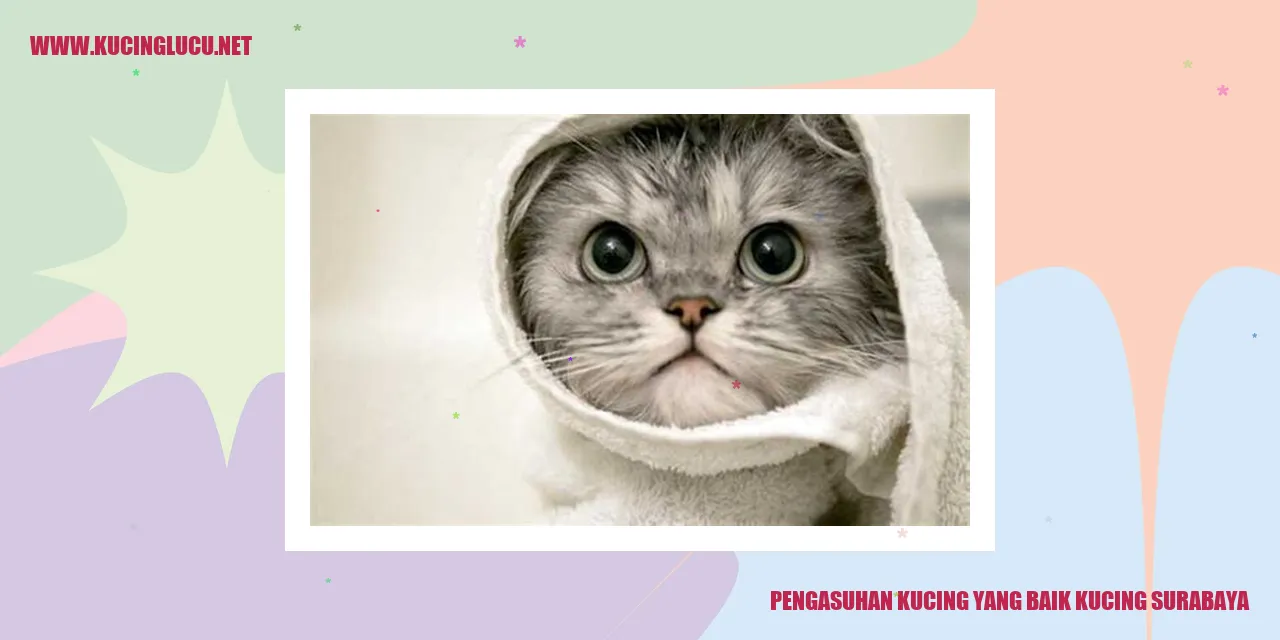 Gambar kucing Surabaya