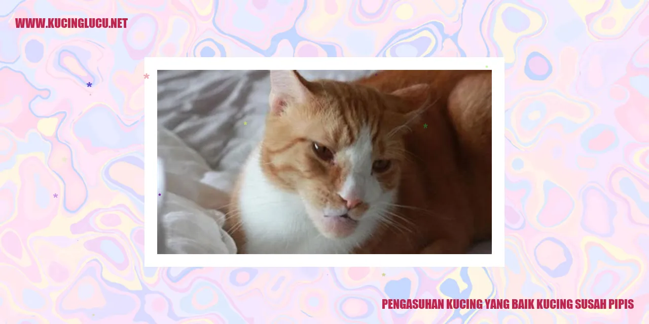 Gambar Kucing yang Sehat