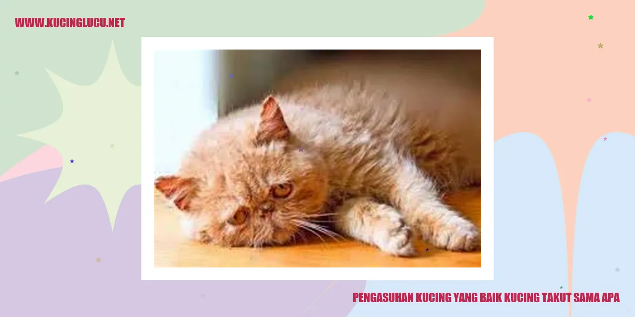 Kucing yang takut