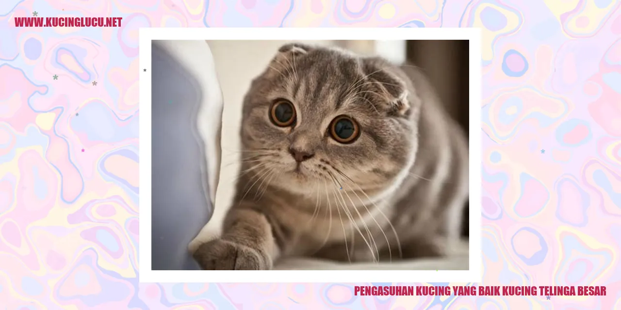 Kucing Telinga Besar