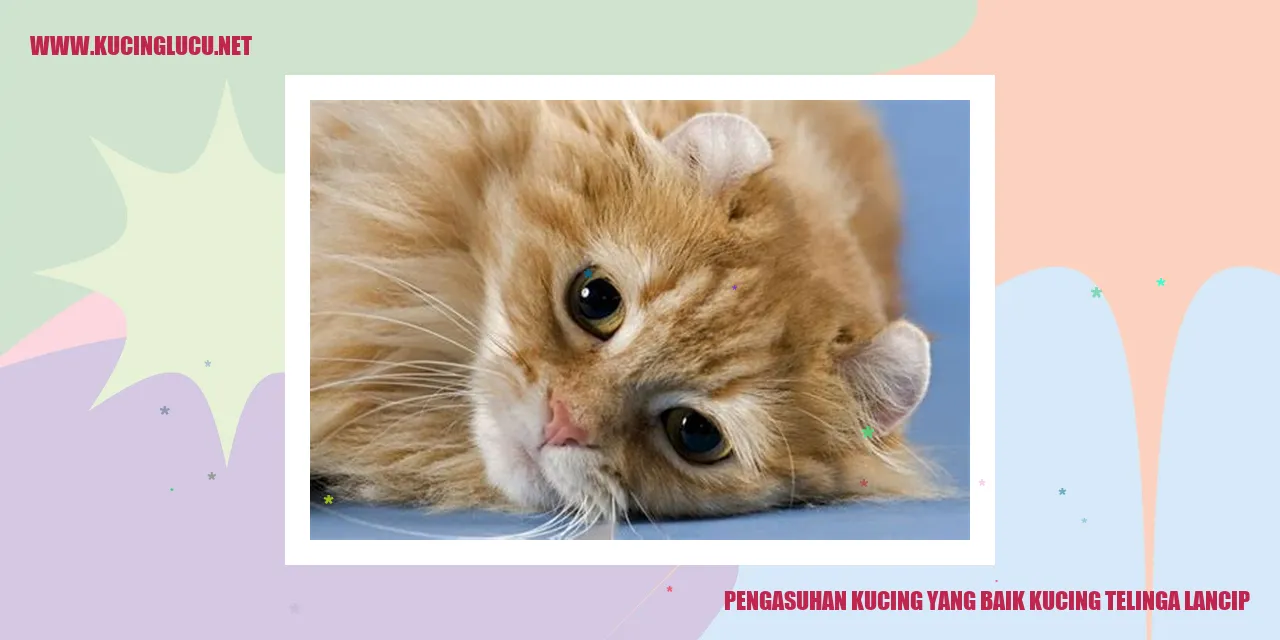 Gambar kucing dengan telinga lancip
