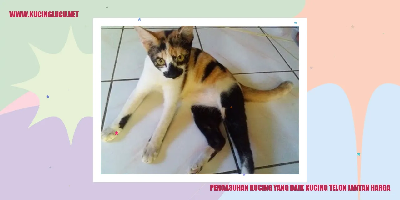 Kucing Lucu